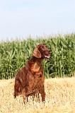 SETTER IRLANDAIS 014
